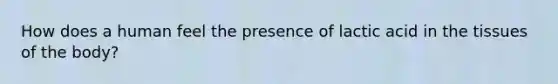 How does a human feel the presence of lactic acid in the tissues of the body?