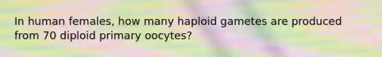 In human females, how many haploid gametes are produced from 70 diploid primary oocytes?