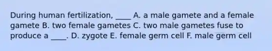 During human fertilization, ____ A. a male gamete and a female gamete B. two female gametes C. two male gametes fuse to produce a ____. D. zygote E. female germ cell F. male germ cell