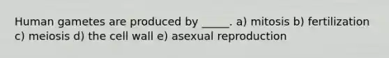 Human gametes are produced by _____. a) mitosis b) fertilization c) meiosis d) the cell wall e) asexual reproduction