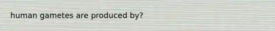 human gametes are produced by?