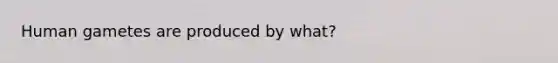 Human gametes are produced by what?