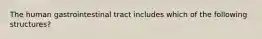 The human gastrointestinal tract includes which of the following structures?