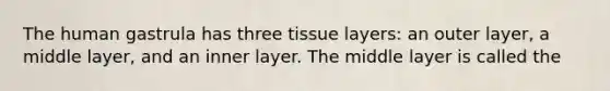 The human gastrula has three tissue layers: an outer layer, a middle layer, and an inner layer. The middle layer is called the