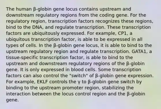 The human β-globin gene locus contains upstream and downstream regulatory regions from the coding gene. For the regulatory region, transcription factors recognizes these regions, bind to the DNA, and regulate transcription. These transcription factors are ubiquitously expressed. For example, CP1, a ubiquitous transcription factor, is able to be expressed in all types of cells. In the β-globin gene locus, it is able to bind to the upstream regulatory region and regulate transcription. GATA1, a tissue-specific transcription factor, is able to bind to the upstream and downstream regulatory regions of the β-globin gene. It is only expressed in blood cells. Some transcription factors can also control the "switch" of β-globin <a href='https://www.questionai.com/knowledge/kFtiqWOIJT-gene-expression' class='anchor-knowledge'>gene expression</a>. For example, EKLF controls the γ to β-globin gene switch by binding to the upstream promoter region, stabilizing the interaction between the locus control region and the β-globin gene.