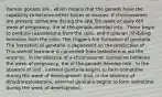 Human gonads are , which means that the gonads have the capability to become either testes or ovaries. If chromosomes are present, sometime during the late 5th week or early 6th week of pregnancy, the of the gonads develop into . These begin to produce testosterone from the cells, and mullerian inhibiting hormone from the cells. This triggers the formation of genitalia. The formation of genitalia is dependent on the production of . This steroid hormone is converted from testosterone via the enzyme . In the absence of a chromosome, sometime between the week of pregnancy, the of the gonads develop into . In the absence of and , internal genitalia begins to form sometime during the week of development. And, in the absence of dihydrotestosterone, external genitalia begins to form sometime during the week of development.