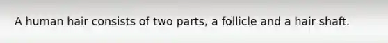 A human hair consists of two parts, a follicle and a hair shaft.