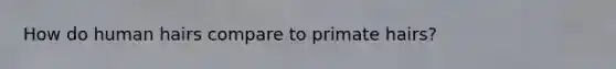 How do human hairs compare to primate hairs?