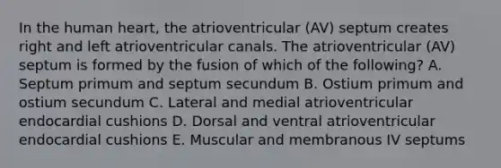 In the human heart, the atrioventricular (AV) septum creates right and left atrioventricular canals. The atrioventricular (AV) septum is formed by the fusion of which of the following? A. Septum primum and septum secundum B. Ostium primum and ostium secundum C. Lateral and medial atrioventricular endocardial cushions D. Dorsal and ventral atrioventricular endocardial cushions E. Muscular and membranous IV septums