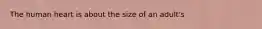 The human heart is about the size of an adult's