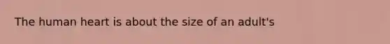 The human heart is about the size of an adult's