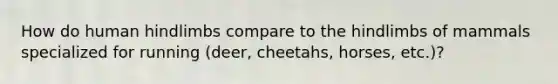 How do human hindlimbs compare to the hindlimbs of mammals specialized for running (deer, cheetahs, horses, etc.)?