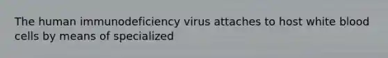 The human immunodeficiency virus attaches to host white blood cells by means of specialized