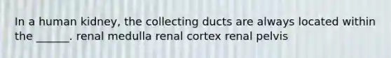 In a human kidney, the collecting ducts are always located within the ______. renal medulla renal cortex renal pelvis