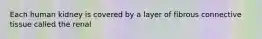 Each human kidney is covered by a layer of fibrous connective tissue called the renal