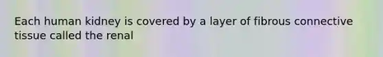Each human kidney is covered by a layer of fibrous <a href='https://www.questionai.com/knowledge/kYDr0DHyc8-connective-tissue' class='anchor-knowledge'>connective tissue</a> called the renal