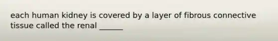 each human kidney is covered by a layer of fibrous <a href='https://www.questionai.com/knowledge/kYDr0DHyc8-connective-tissue' class='anchor-knowledge'>connective tissue</a> called the renal ______
