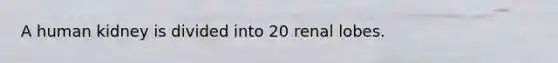 A human kidney is divided into 20 renal lobes.