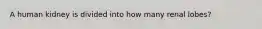 A human kidney is divided into how many renal lobes?