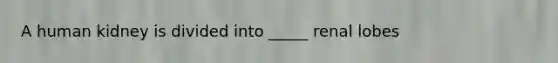 A human kidney is divided into _____ renal lobes