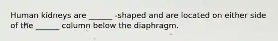 Human kidneys are ______ -shaped and are located on either side of the ______ column below the diaphragm.