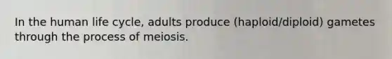 In the human life cycle, adults produce (haploid/diploid) gametes through the process of meiosis.