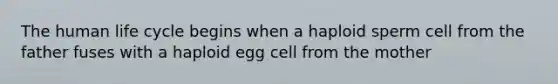 The human life cycle begins when a haploid sperm cell from the father fuses with a haploid egg cell from the mother