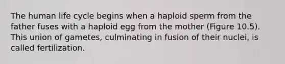 The human life cycle begins when a haploid sperm from the father fuses with a haploid egg from the mother (Figure 10.5). This union of gametes, culminating in fusion of their nuclei, is called fertilization.