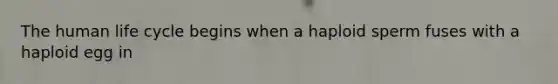 The human life cycle begins when a haploid sperm fuses with a haploid egg in