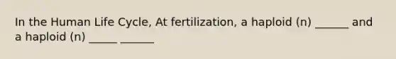 In the Human Life Cycle, At fertilization, a haploid (n) ______ and a haploid (n) _____ ______