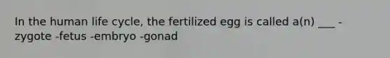 In the human life cycle, the fertilized egg is called a(n) ___ -zygote -fetus -embryo -gonad