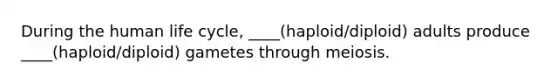 During the human life cycle, ____(haploid/diploid) adults produce ____(haploid/diploid) gametes through meiosis.