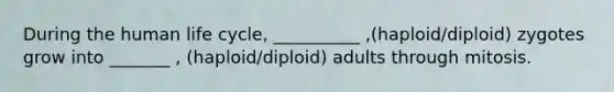 During the human life cycle, __________ ,(haploid/diploid) zygotes grow into _______ , (haploid/diploid) adults through mitosis.