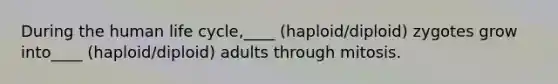 During the human life cycle,____ (haploid/diploid) zygotes grow into____ (haploid/diploid) adults through mitosis.