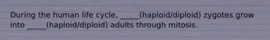 During the human life cycle, _____(haploid/diploid) zygotes grow into _____(haploid/diploid) adults through mitosis.