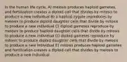 In the human life cycle, A) meiosis produces haploid gametes, and fertilization creates a diploid cell that divides by mitosis to produce a new individual B) a haploid zygote reproduces by meiosis to produce diploid daughter cells that divide by mitosis to produce a new individual C) diploid gametes reproduce by meiosis to produce haploid daughter cells that divide by mitosis to produce a new individual D) diploid gametes reproduce by mitosis to produce diploid daughter cells that divide by meiosis to produce a new individual E) mitosis produces haploid gametes and fertilization creates a diploid cell that divides by meiosis to produce a new individual