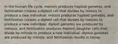 In the human life cycle, meiosis produces haploid gametes, and fertilization creates a diploid cell that divides by mitosis to produce a new individual. mitosis produces haploid gametes, and fertilization creates a diploid cell that divides by meiosis to produce a new individual. diploid gametes are produced by meiosis, and fertilization produces haploid daughter cells that divide by mitosis to produce a new individual. diploid gametes are produced by mitosis, and fertilization results in tetrap