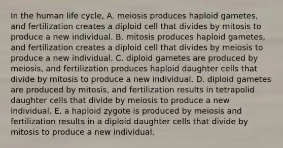 In the human life cycle, A. meiosis produces haploid gametes, and fertilization creates a diploid cell that divides by mitosis to produce a new individual. B. mitosis produces haploid gametes, and fertilization creates a diploid cell that divides by meiosis to produce a new individual. C. diploid gametes are produced by meiosis, and fertilization produces haploid daughter cells that divide by mitosis to produce a new individual. D. diploid gametes are produced by mitosis, and fertilization results in tetrapolid daughter cells that divide by meiosis to produce a new individual. E. a haploid zygote is produced by meiosis and fertilization results in a diploid daughter cells that divide by mitosis to produce a new individual.