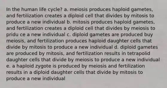 In the human life cycle? a. meiosis produces haploid gametes, and fertilization creates a diploid cell that divides by mitosis to produce a new individual b. mitosis produces haploid gametes, and fertilization creates a diploid cell that divides by meiosis to pridu ce a new individual c. diploid gametes are produced buy meiosis, and fertilization produces haploid daughter cells that divide by mitosis to produce a new individual d. diploid gametes are produced by mitosis, and fertilization results in tetrapolid daughter cells that divide by meiosis to produce a new individual e. a haploid zygote is produced by meiosis and fertilization results in a diploid daughter cells that divide by mitosis to produce a new individual