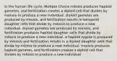 In the human life cycle, Multiple Choice mitosis produces haploid gametes, and fertilization creates a diploid cell that divides by meiosis to produce a new individual. diploid gametes are produced by mitosis, and fertilization results in tetrapolid daughter cells that divide by meiosis to produce a new individual. diploid gametes are produced by meiosis, and fertilization produces haploid daughter cells that divide by mitosis to produce a new individual. a haploid zygote is produced by meiosis and fertilization results in a diploid daughter cells that divide by mitosis to produce a new individual. meiosis produces haploid gametes, and fertilization creates a diploid cell that divides by mitosis to produce a new individual.