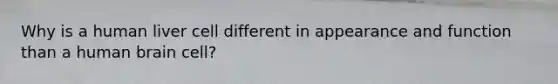 Why is a human liver cell different in appearance and function than a human brain cell?