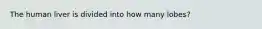 The human liver is divided into how many lobes?