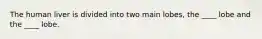 The human liver is divided into two main lobes, the ____ lobe and the ____ lobe.