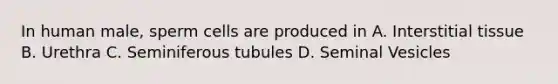 In human male, sperm cells are produced in A. Interstitial tissue B. Urethra C. Seminiferous tubules D. Seminal Vesicles