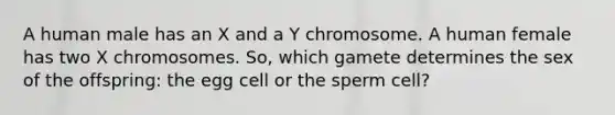 A human male has an X and a Y chromosome. A human female has two X chromosomes. So, which gamete determines the sex of the offspring: the egg cell or the sperm cell?