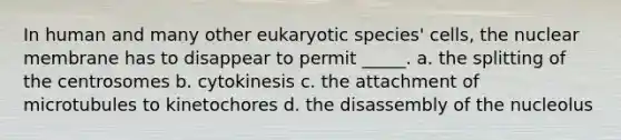 In human and many other eukaryotic species' cells, the nuclear membrane has to disappear to permit _____. a. the splitting of the centrosomes b. cytokinesis c. the attachment of microtubules to kinetochores d. the disassembly of the nucleolus