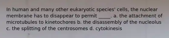 In human and many other eukaryotic species' cells, the nuclear membrane has to disappear to permit _____. a. the attachment of microtubules to kinetochores b. the disassembly of the nucleolus c. the splitting of the centrosomes d. cytokinesis