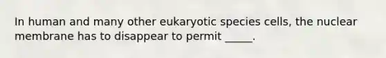 In human and many other eukaryotic species cells, the nuclear membrane has to disappear to permit _____.