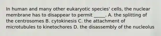 In human and many other eukaryotic species' cells, the nuclear membrane has to disappear to permit _____. A. the splitting of the centrosomes B. cytokinesis C. the attachment of microtubules to kinetochores D. the disassembly of the nucleolus