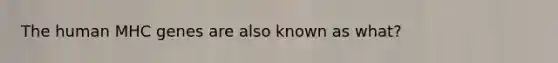 The human MHC genes are also known as what?